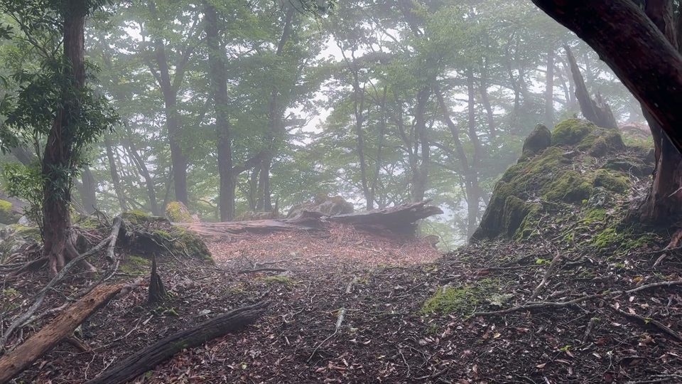 A clearing in a misty forest, mossy boulders and fallen branches.