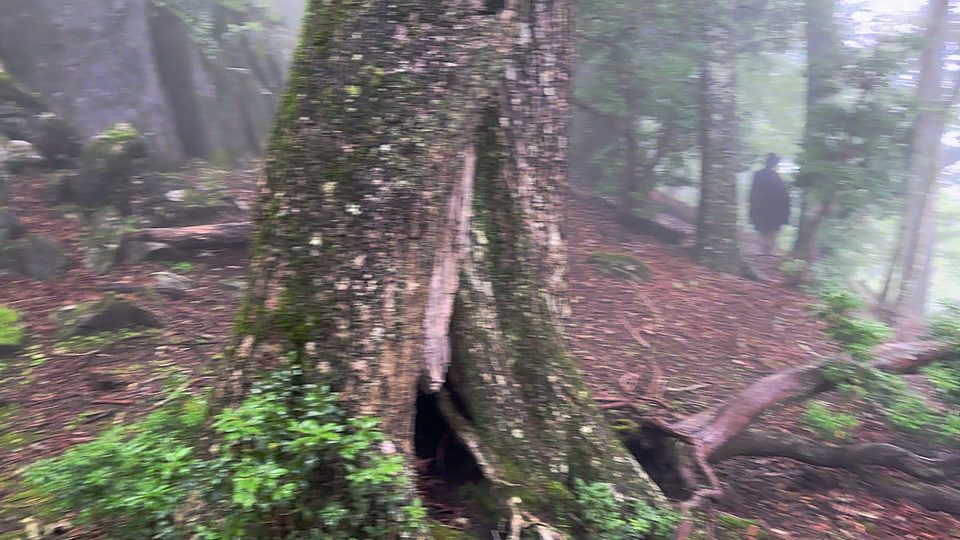A misty forest slope beside a broad, moss-streaked trunk; far off between the trees, a dark hooded shape.