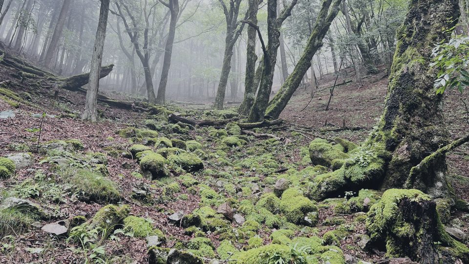 A forest floor of moss-covered stones fading into mist.