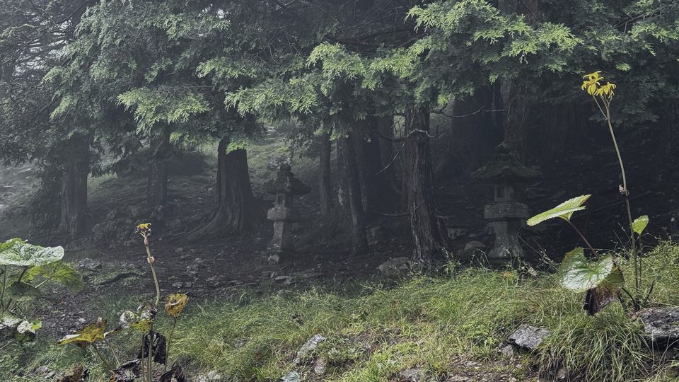 Stone lanterns among dark cedars in the fog, wildflowers in the foreground.
