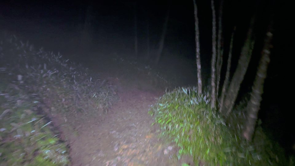 Night: a flashlight beam on an empty mountain path in the rain, bamboo grass and pale trunks at its edge, the dark forest beyond.